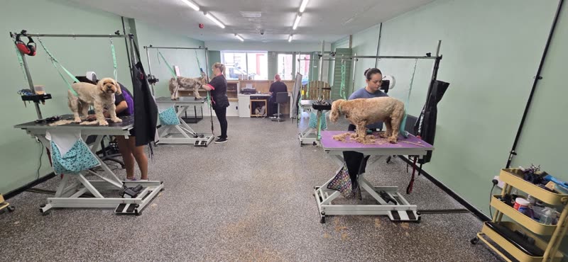 The grooming salon at Wags and Whiskers Academy, dogs standing on adjustable grooming tables while groomers work