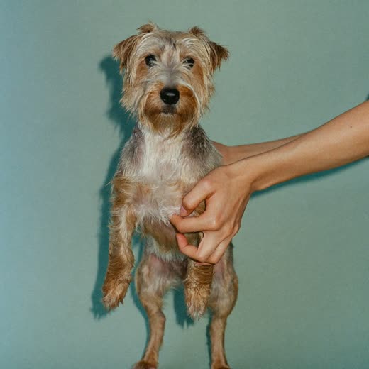 A small terrier being groomed