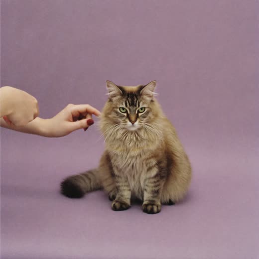 A longhaired cat being combed